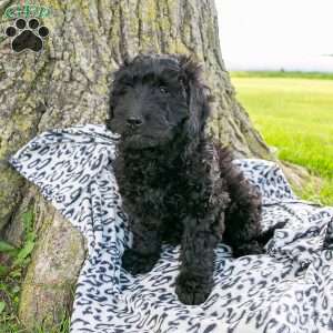 Jackson, Mini Goldendoodle Puppy